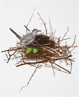 Catbird Building Nest